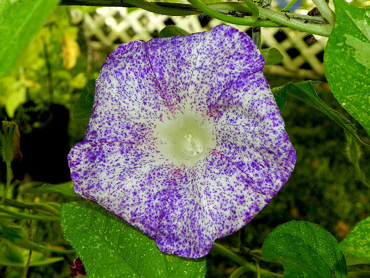 DSCN0798