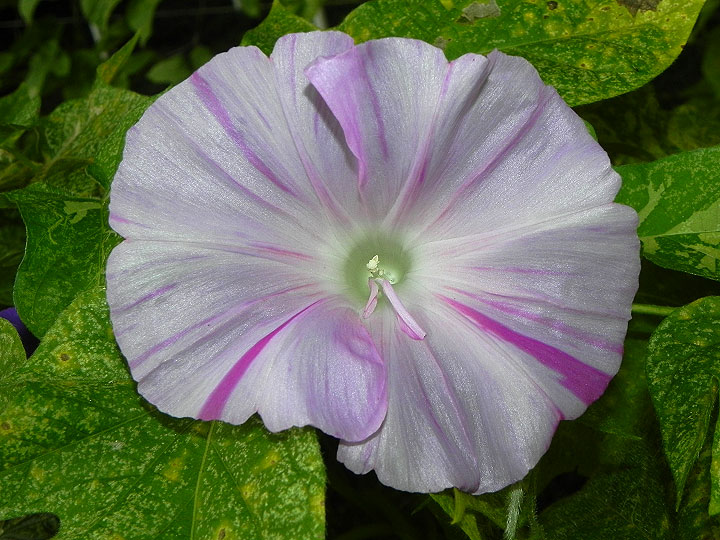 DSCN1108