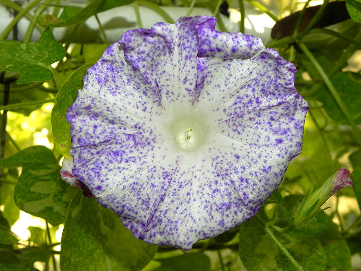 DSCN1154