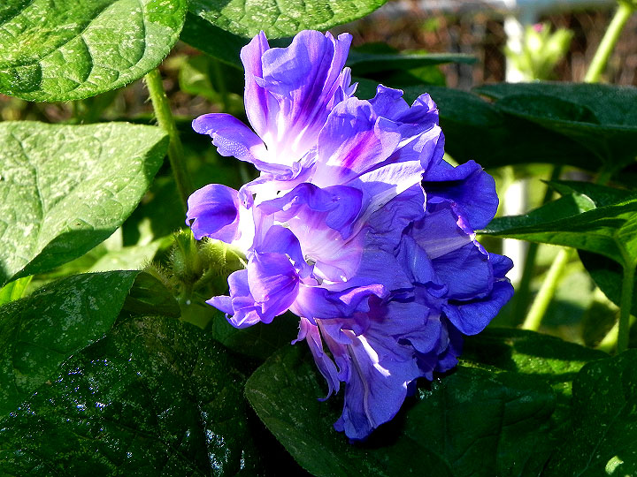 DSCN2905