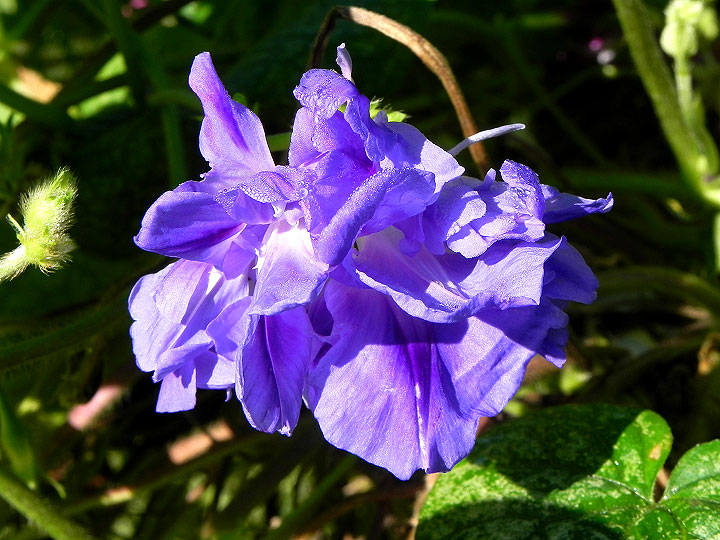DSCN2907