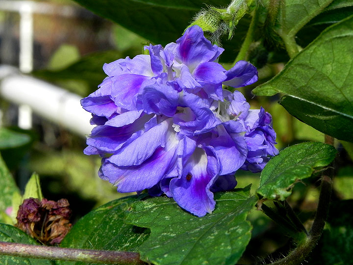 DSCN3631