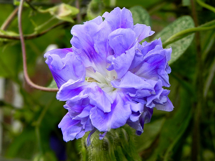 DSCN3732