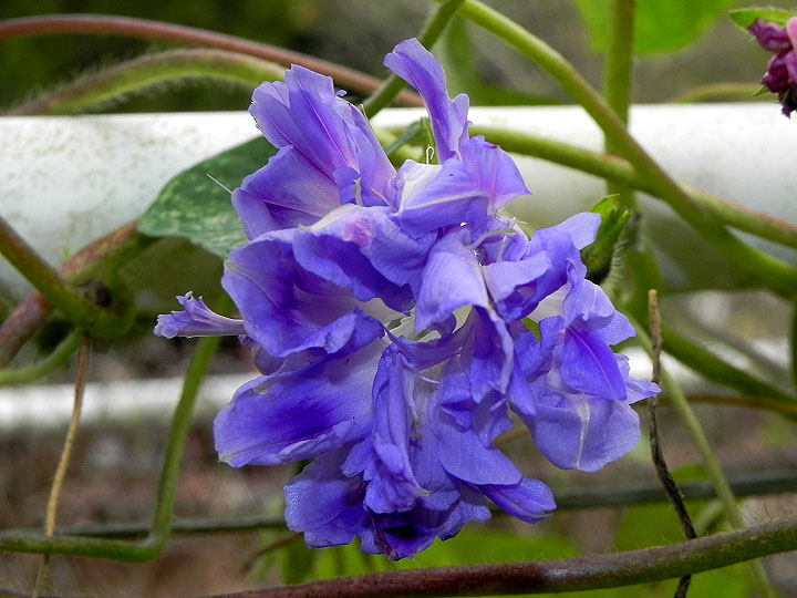 DSCN3733