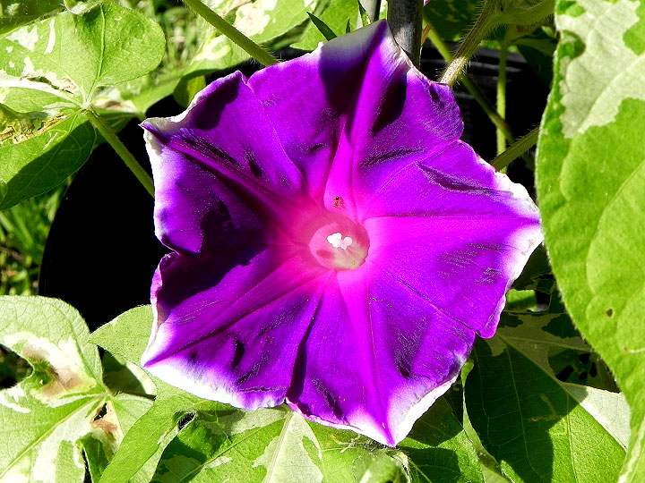 DSCN4226