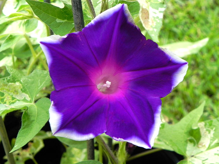 DSCN4366