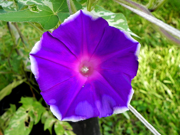 DSCN4950