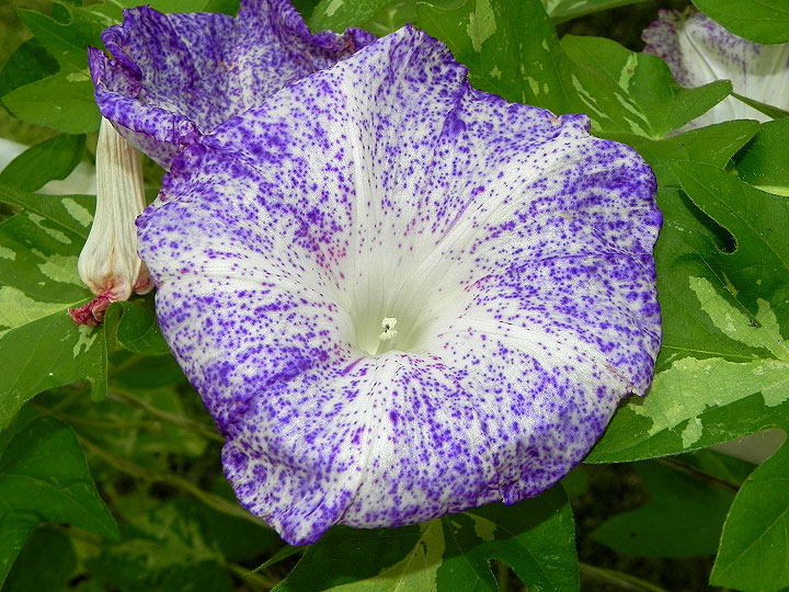 DSCN5075