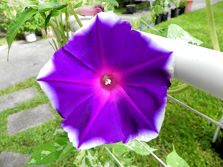 DSCN5161