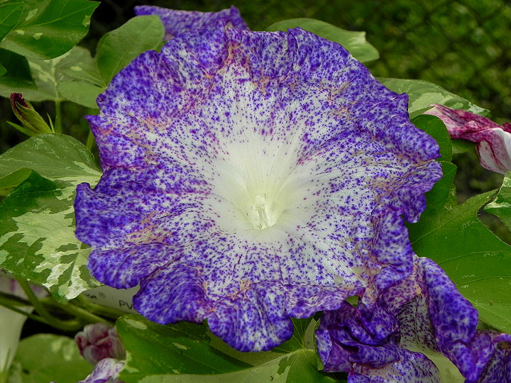 DSCN5242