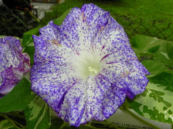 DSCN5423