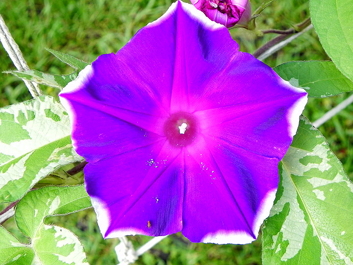 DSCN5532
