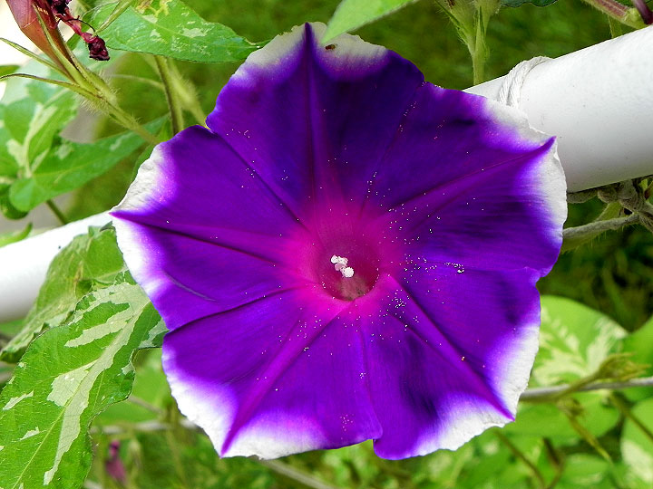DSCN5536