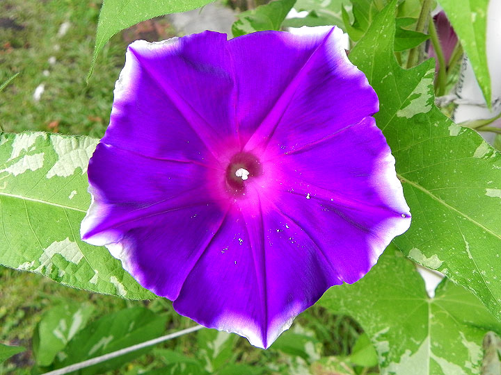 DSCN5593