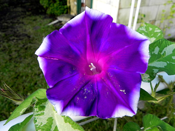 DSCN5652