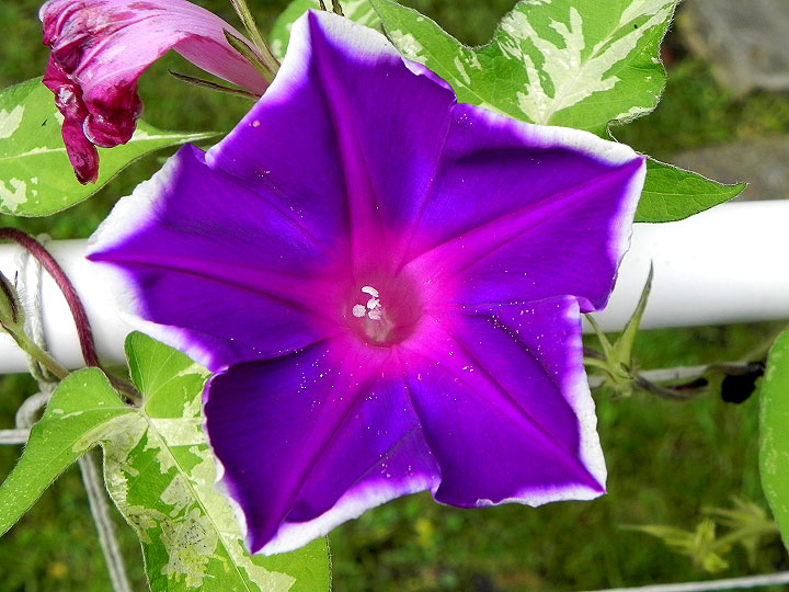 DSCN5942