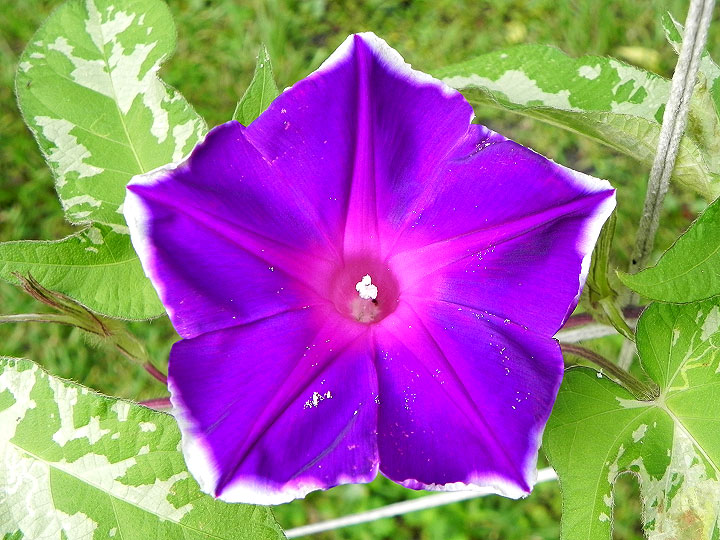 DSCN6003