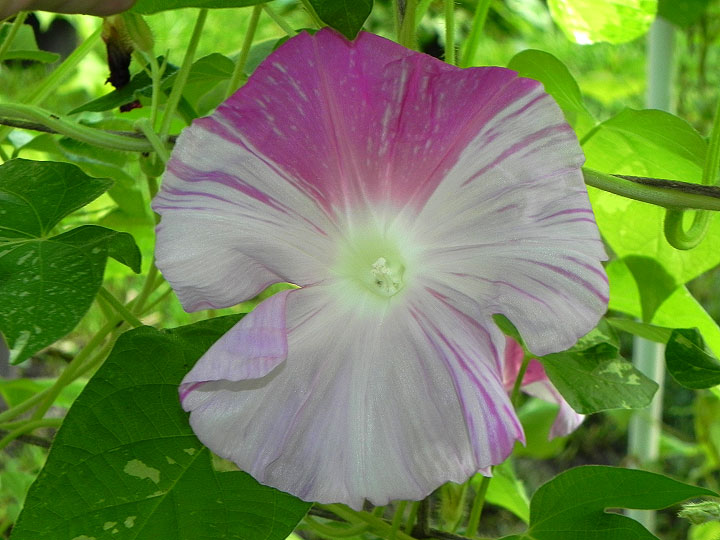 DSCN6005