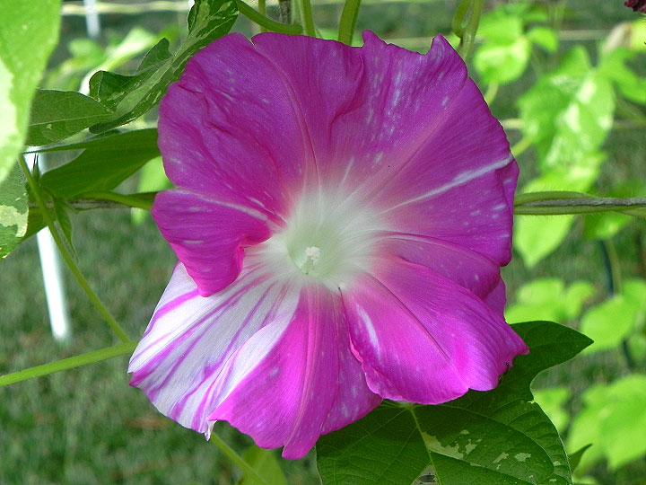 DSCN6006