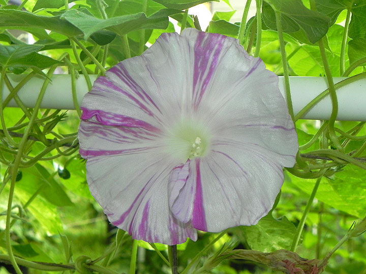 DSCN6156
