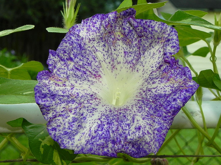 DSCN6215