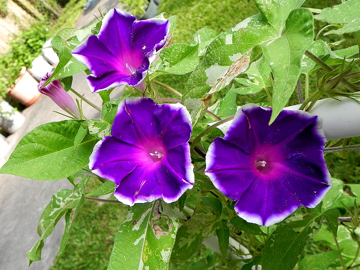 DSCN6241