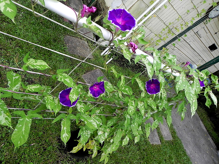 DSCN6322