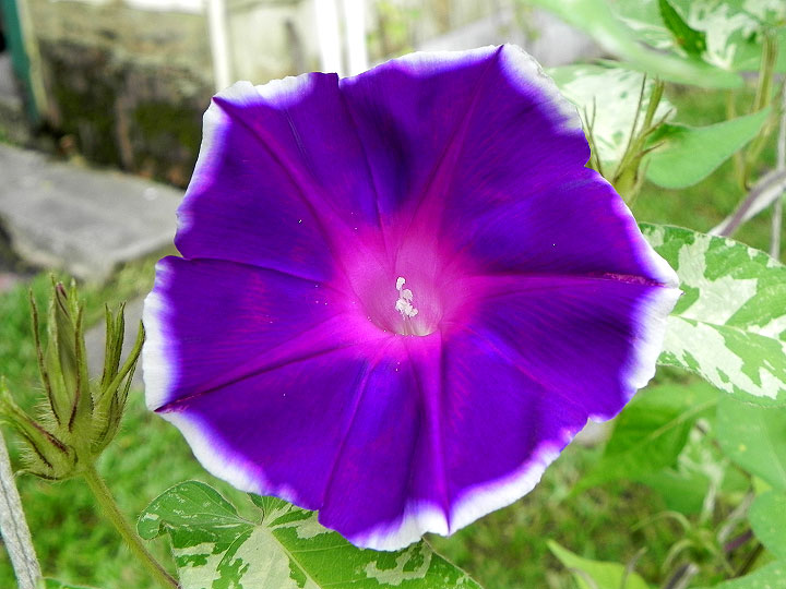 DSCN6323