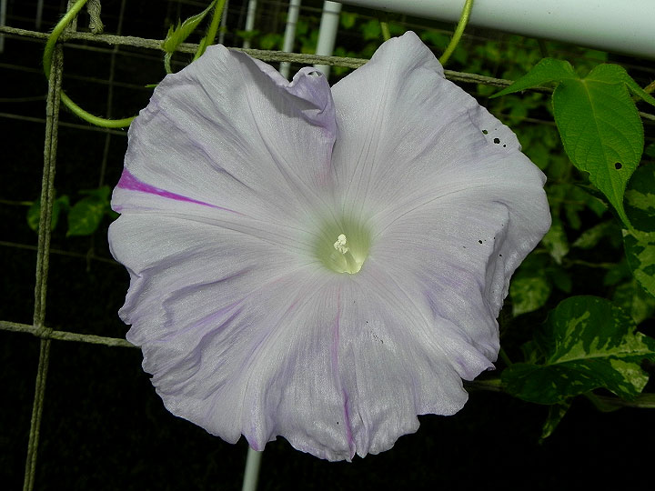 DSCN6537