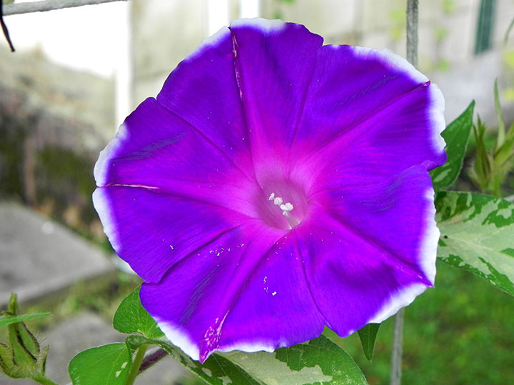 DSCN6543