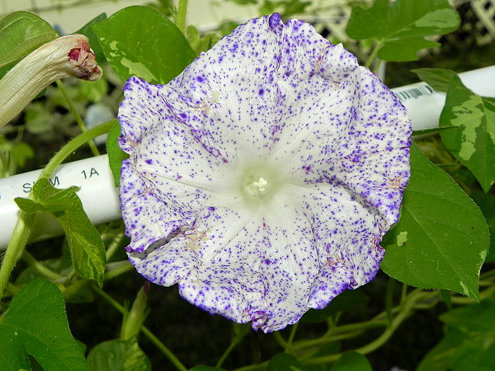 DSCN6622