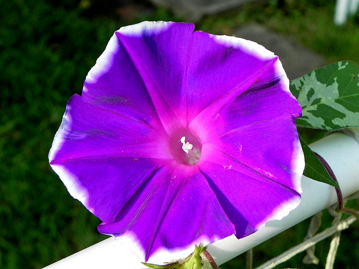 DSCN6667