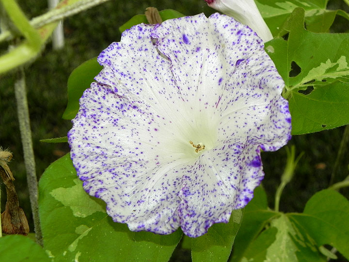 DSCN6788