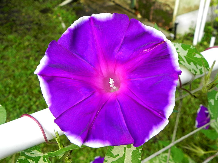 DSCN6799