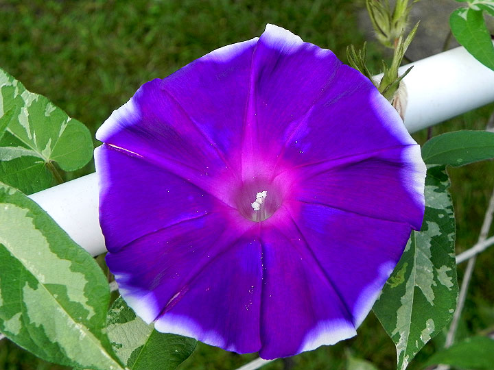 DSCN6962