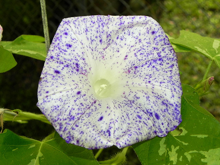 DSCN6974