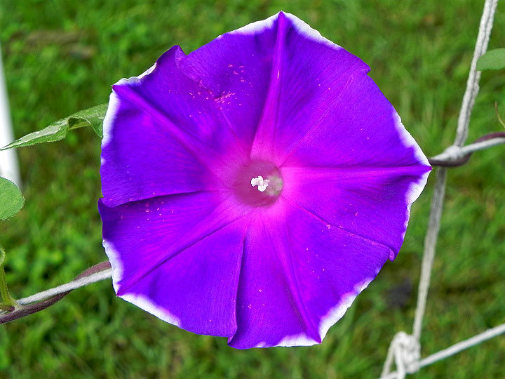 DSCN7184