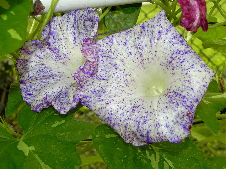 DSCN7212
