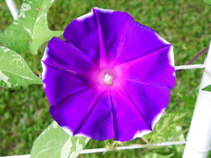 DSCN7270