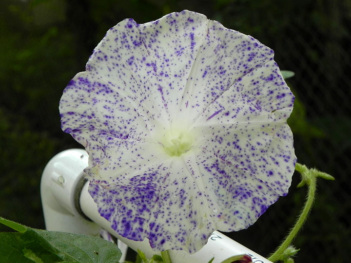 DSCN7404