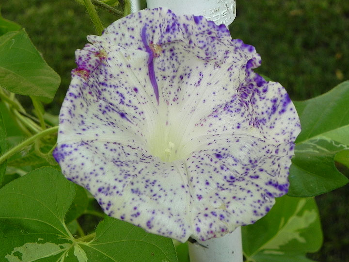 DSCN7406