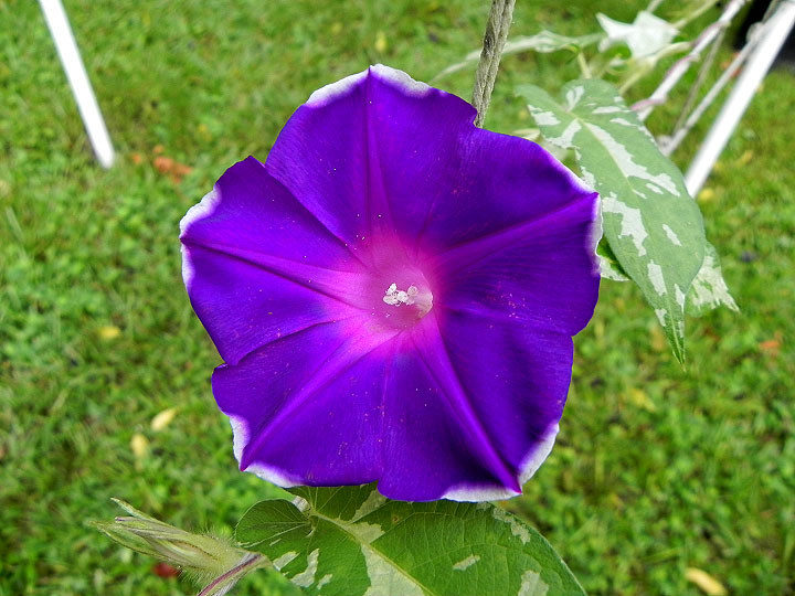 DSCN7526