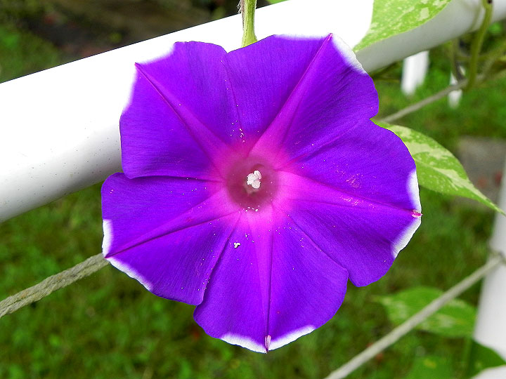 DSCN7649