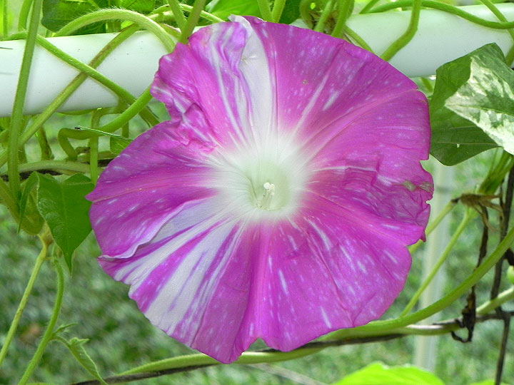 DSCN7684
