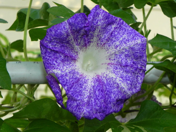 DSCN7737