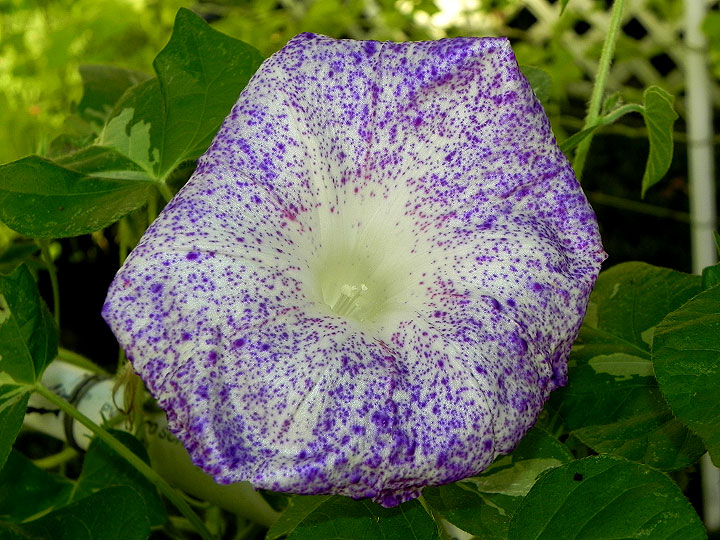 DSCN8008