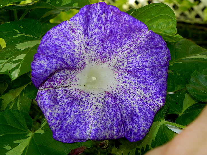 DSCN8009
