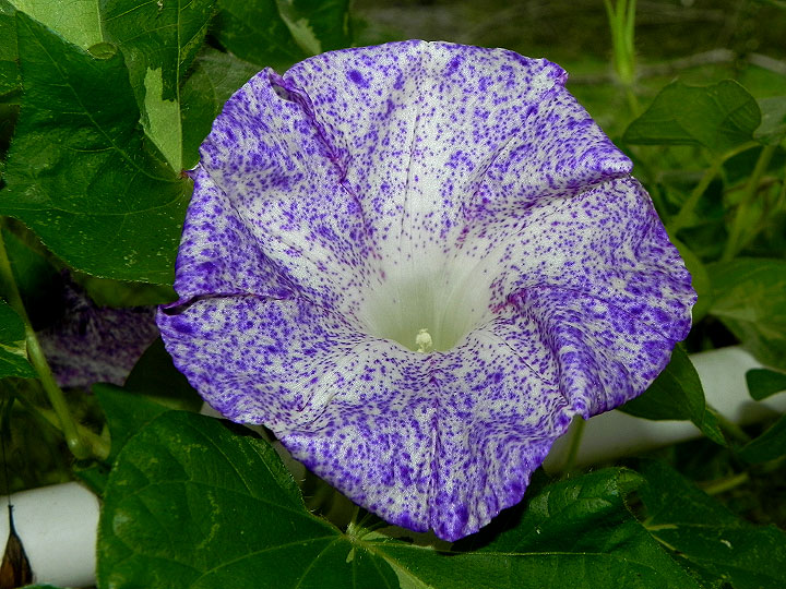 DSCN8347