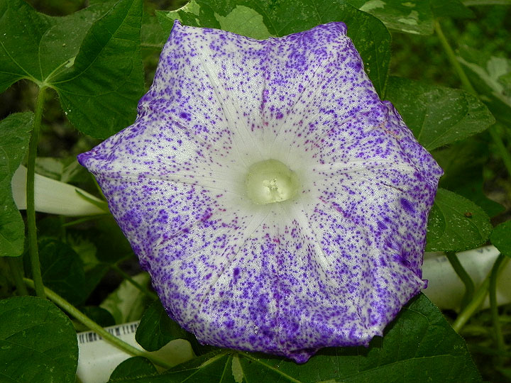 DSCN8496