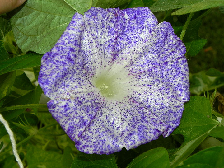 DSCN8499